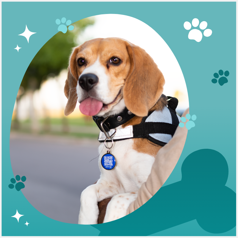 La mejor forma de cuidar a tu mascota es con nosotros, estilo y seguridad. Somos Pet-Track rastreador inteligente para tu mascota